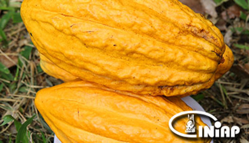 La moniliasis es ‘devastadora’ para el cacao