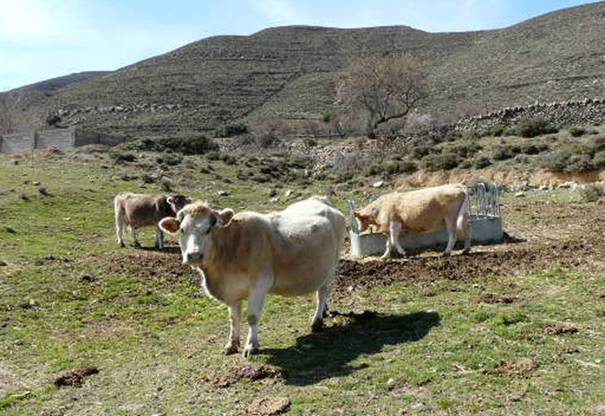 Teruel apuesta por la ganadería extensiva para la prevención de incendios forestales