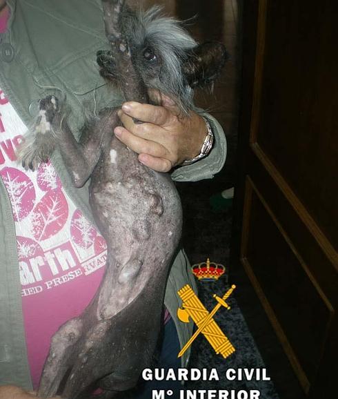 Dos ‘delincuentes’ de Fuengirola imputados por maltratar a dos perros que presentaban malnutrición severa