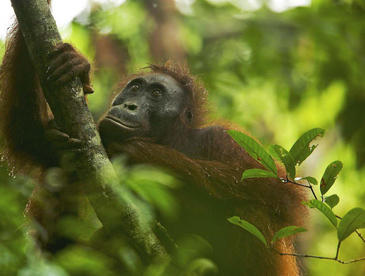 Los orangutanes tienen habilidades cognitivas y un gran conocimiento de su entorno