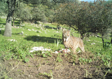 El lince ibérico y sus incursiones en granjas de animales