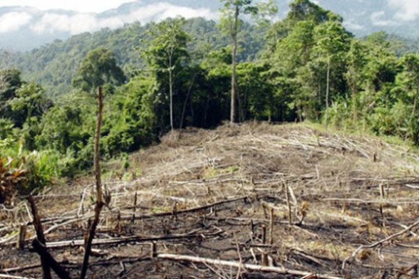 Bolivia pierde 250 mil hectáreas de bosque