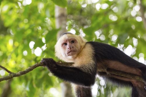 Primates en peligro de extinción