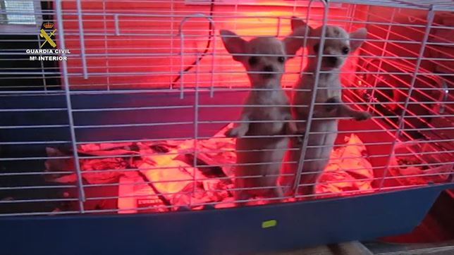 Incautan más de 400 cachorros de perro solo en diciembre