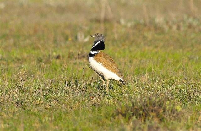Se reducen a la mitad las poblaciones de sisón común en España durante la última década