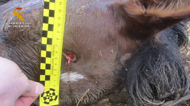 La Guardia Civil investiga a dos personas por maltrato animal en una finca de Echauri