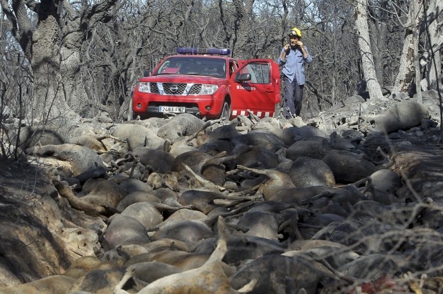 El ejecutivo aprueba medidas ‘extraordinarias’ para paliar los daños por incendios forestales