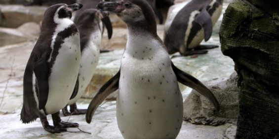 Chile. Los pingüinos del país están en peligro