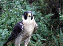 El Aula de Ecología Urbana de Vitoria-Gasteiz analizará la interacción entre rapaces nocturnas y las consecuencias de sus cambios de hábitat