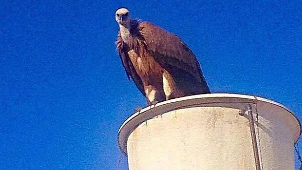 Alarma en la ciudad de Cádiz por la presencia de algunos buitres