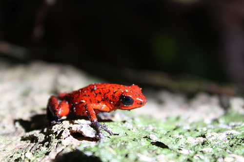 El sapito rojo del Yapacana