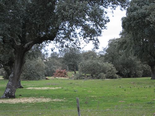 Ecologistas y SEO/Birdlife alertan del riesgo que supone acortar los plazos que contempla la Ley de Evaluación Ambiental