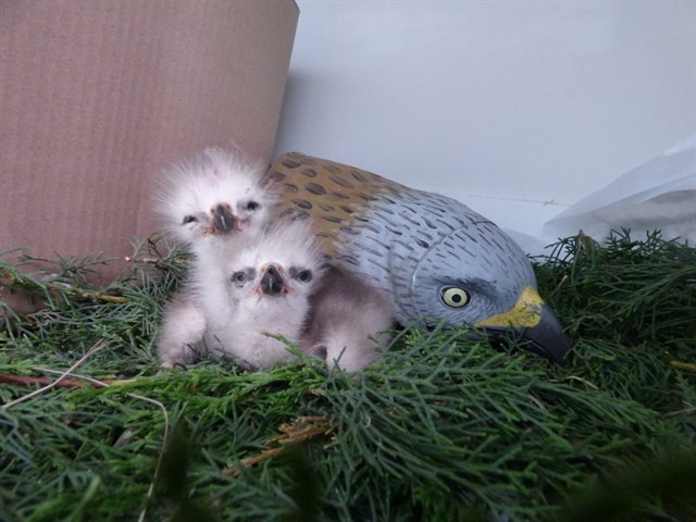 Liberados ocho nuevos ejemplares de milano real procedentes del programa de Cría en cautividad de Aragón