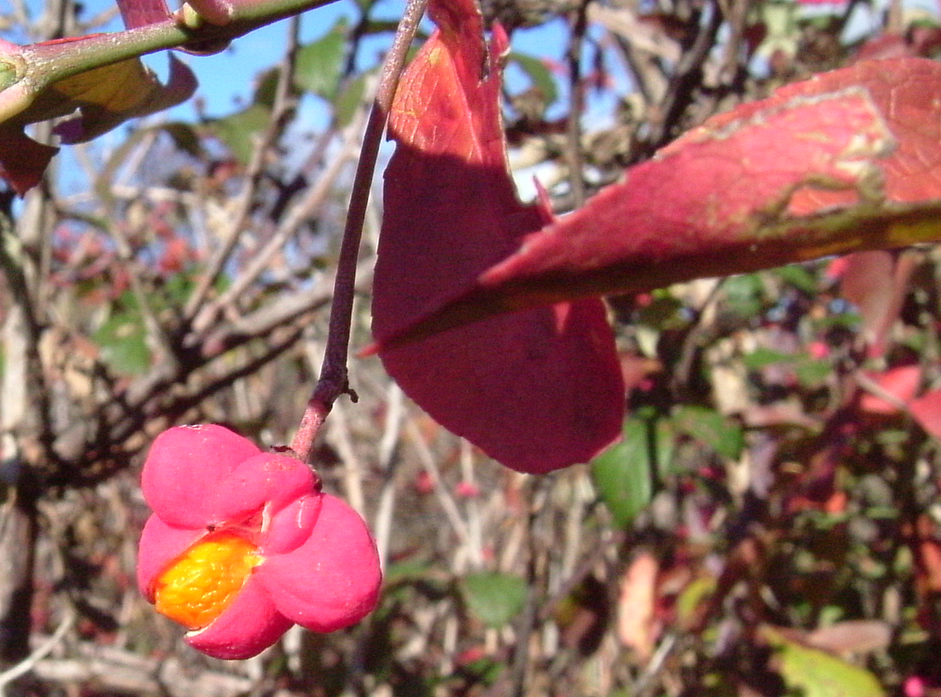ANAPRI localiza dos plantas de Bonetero en la dehesa de Navalvillar de Colmenar Viejo