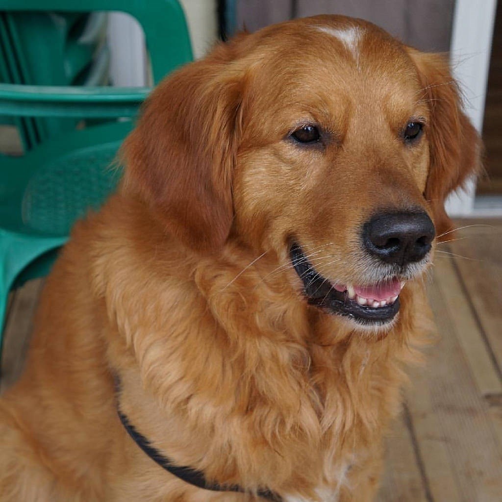 Campaña municipal en Gines para concienciar en la recogida de los excrementos caninos de la vía pública