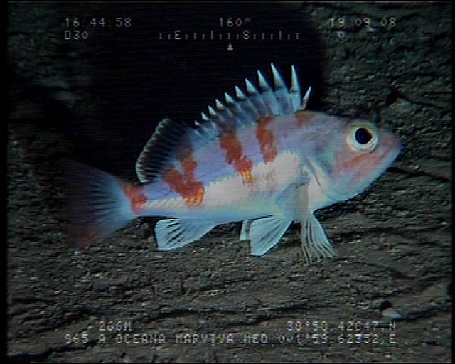 La desprotección ‘absoluta’ de las montañas submarinas de Baleares