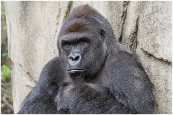 Harambe fue sacrificado y ahora qué