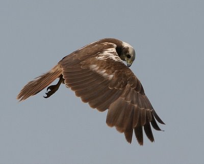El MARM participa en las actuaciones de conservación del aguilucho lagunero en los humedales del Canal de Castilla