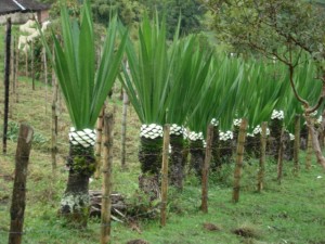 Fibras naturales de los Andes una solución para la contaminación por colorantes
