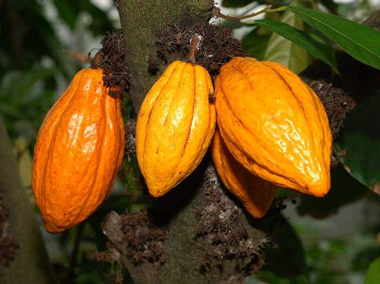 Productores de cacao en el Amazonas quieren competir globalmente y