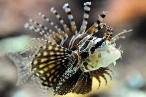 Controlan impacto ambiental del pez león en el mar Caribe