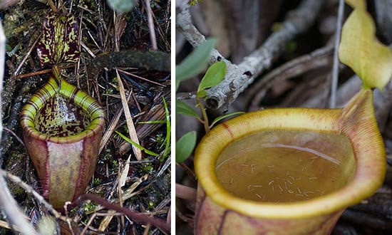 Biodiversidad: las especies del año