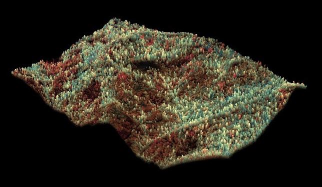 Los árboles más grandes y viejos del mundo a merced de la sequía