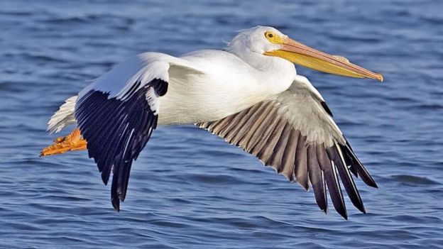 Más de 400.000 personas han mandado ya un mensaje claro a la Comisión Europea para que asegure que se cumplen las directivas de Aves y de Hábitats en los países de la UE