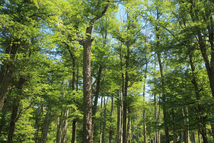 El mercado español impulsa la gestión responsable de los bosques africanos