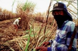 Record de infractores en la Lista Sucia del trabajo esclavo en Brasil