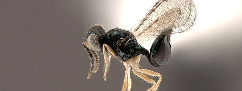 Estudian insectos benéficos en huertos de naranjo