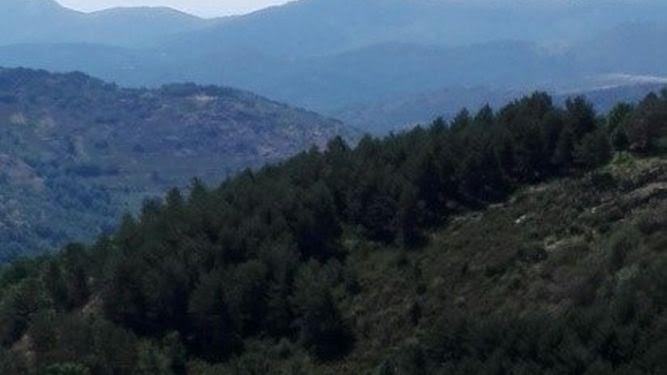 Ecologistas alerta de la tala de unos 14.000 pinos en Montejo de la Sierra