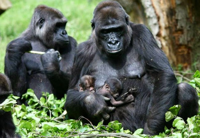 Pedirán a la UNESCO que declare a los grandes simios ‘Patrimonios Vivos de la Humanidad’