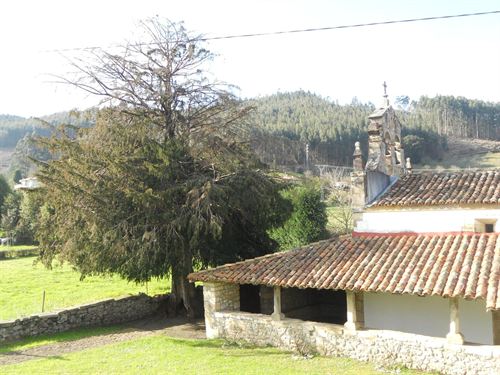 El Principado protegerá doce lugares históricos vinculados con tejos