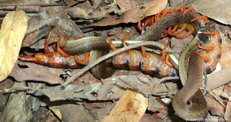 Captan a un ciempiés devorando a una serpiente
