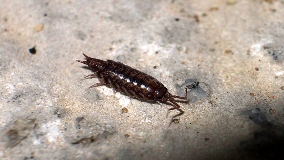 Colombia: Investigadores hallan dos nuevas especies animales