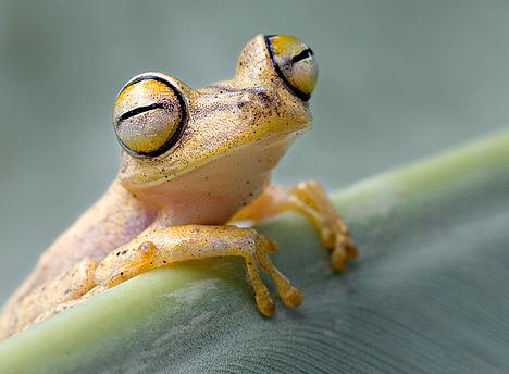 Los tesoros de las selvas de Ecuador en forma de animales