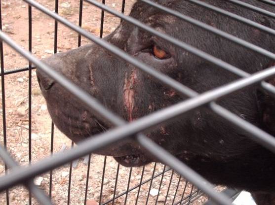 Costa Rica prohíbe las peleas de perros