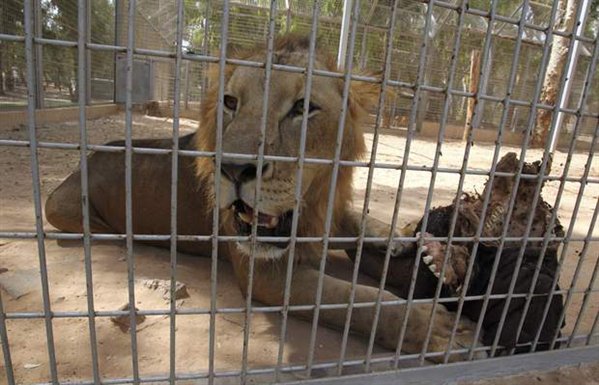 La Fundación Internacional para el Bienestar Animal envía ayuda urgente a los animales del Zoo de Trípoli (Libia)