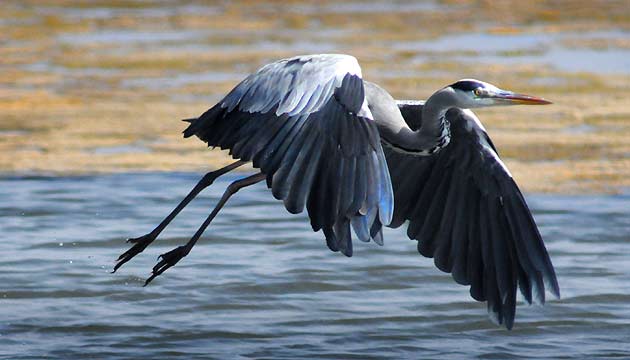 Hallan una garza imperial herida en Alcarràs (Lérida)