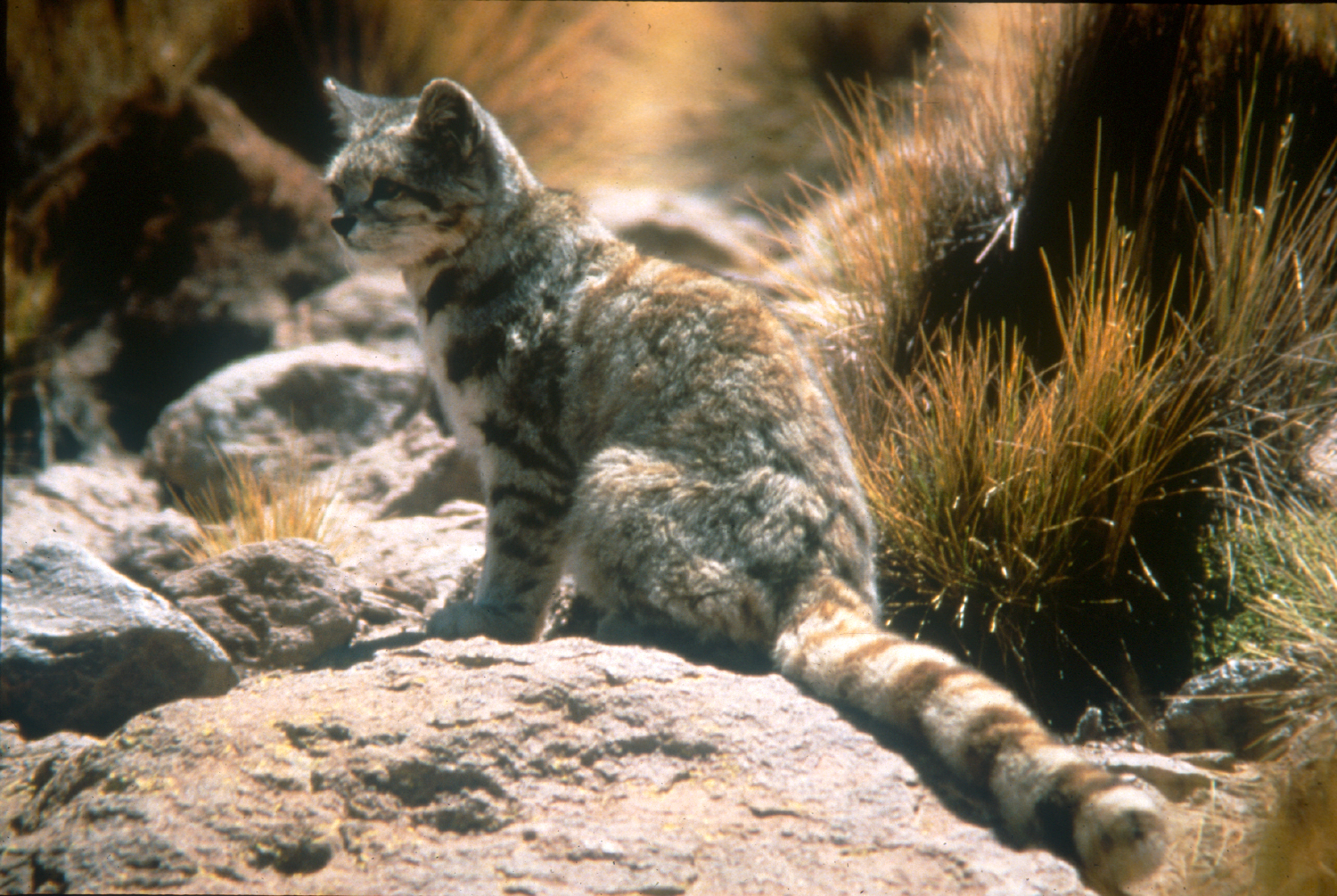 Confirman la presencia del gato andino en las tierras bajas de la Patagonia