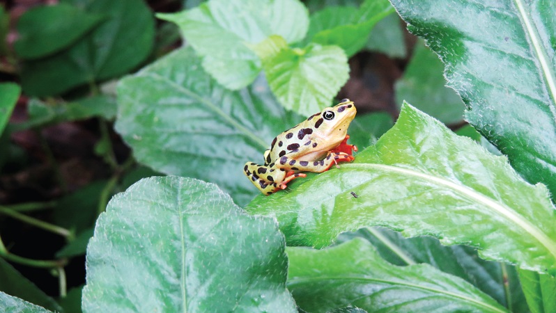 Ecuador. Las maravillas naturales de Naranjal salen al descubierto tras un monitoreo biológico