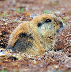 Mamíferos argentinos en peligro de extinción