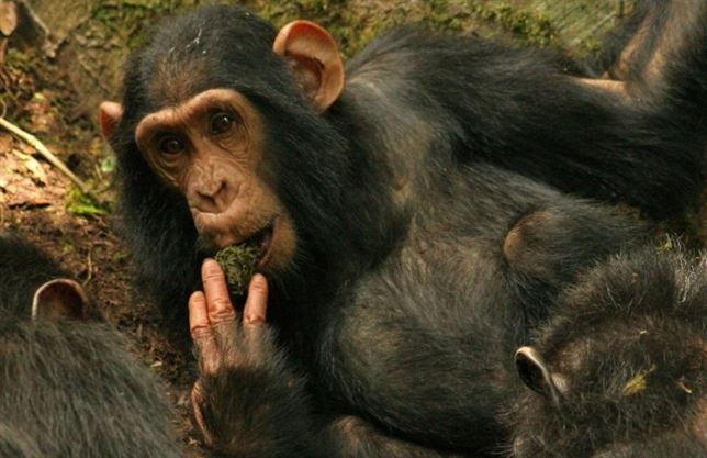 Contemplan por primera vez en la historia a chimpancés enseñando nuevas habilidades