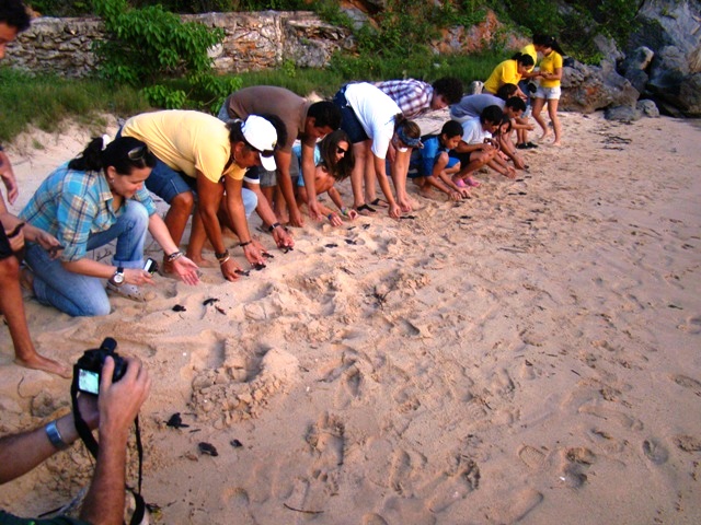 En Venezuela se desarrolló con total éxito Campaña “Liberación de Tortuguillos”