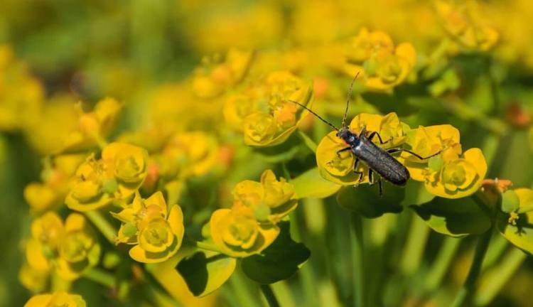 COP15: resultados halagüeños pero insuficientes