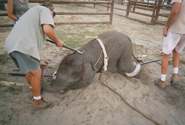 Infocircos apoya la prohibición del uso de animales en los circos planteada en Cataluña