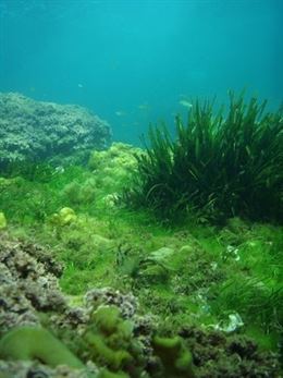 Novedades en el proyecto Life+ Posidonia