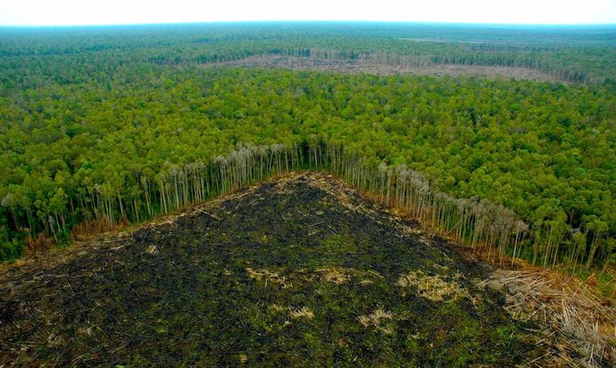 Informar sobre la tala ilegal en Birmania es ‘mortal’