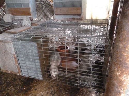 Hurones y perros en condiciones ‘penosas’ en Vilafranca del Penedès (Barcelona)